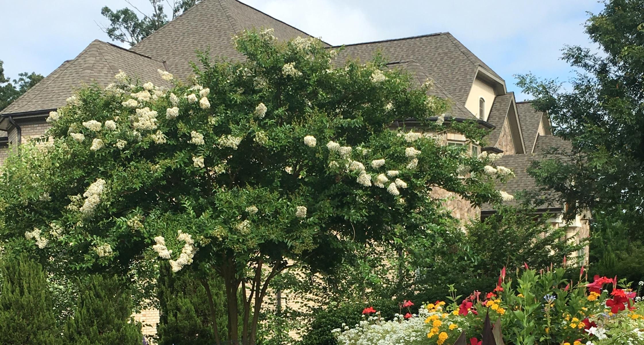 Crape Myrtle Bark Scale in North Carolina