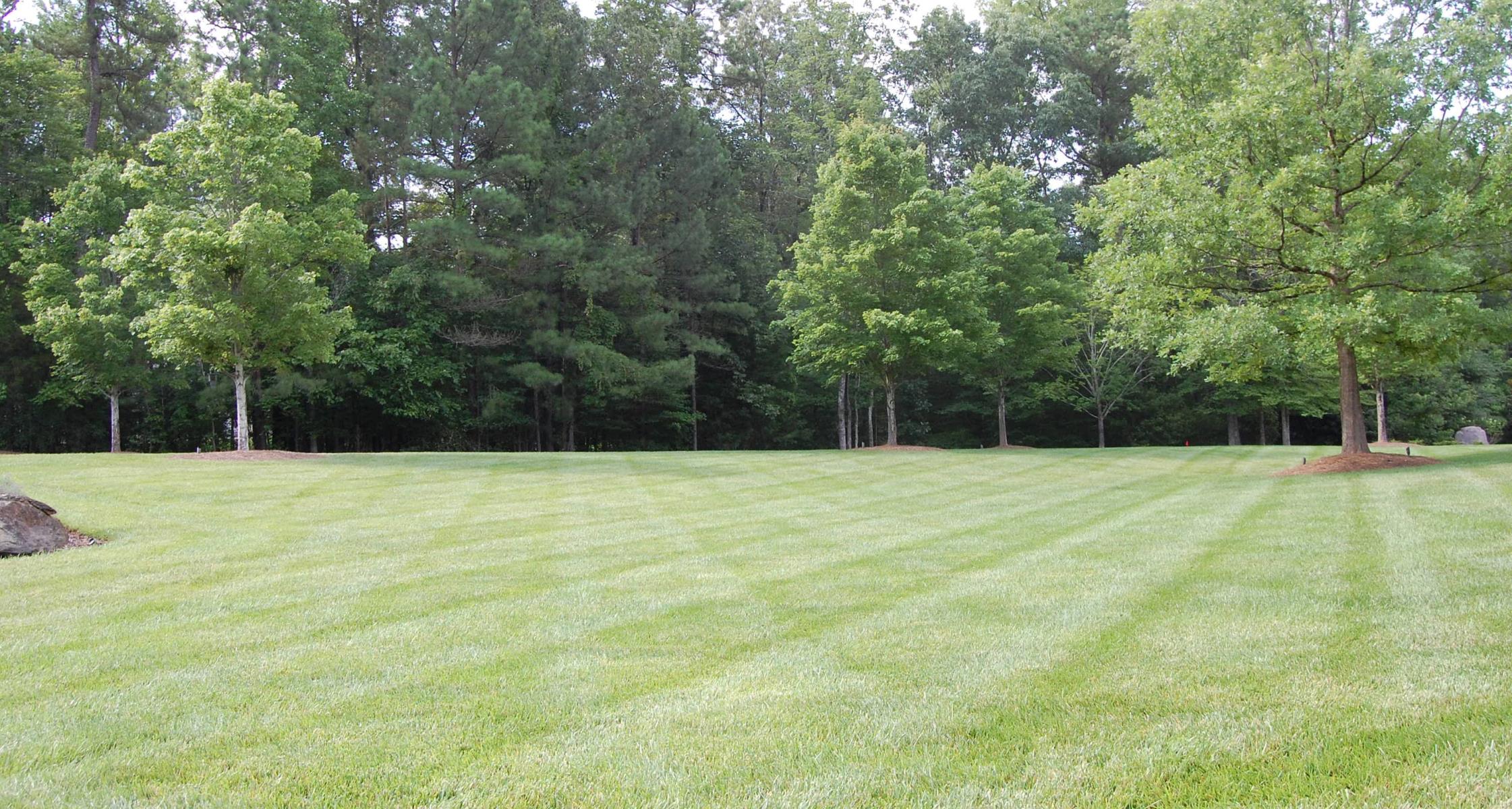 Should you choose Fescue or Bermuda for your lawn?