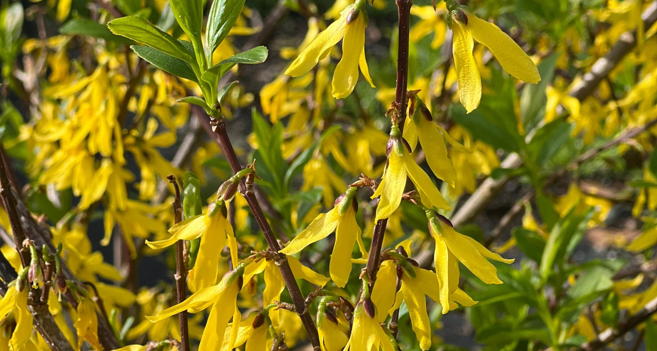 Could rejuvenation pruning benefit your landscape?