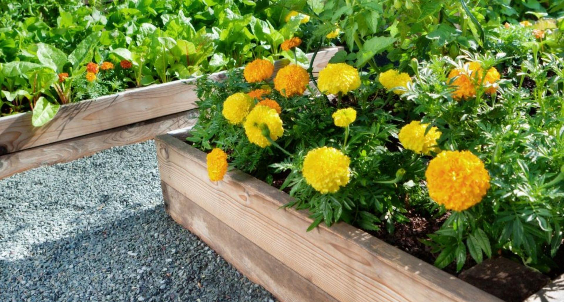 The value of adding raised vegetable beds to your landscape