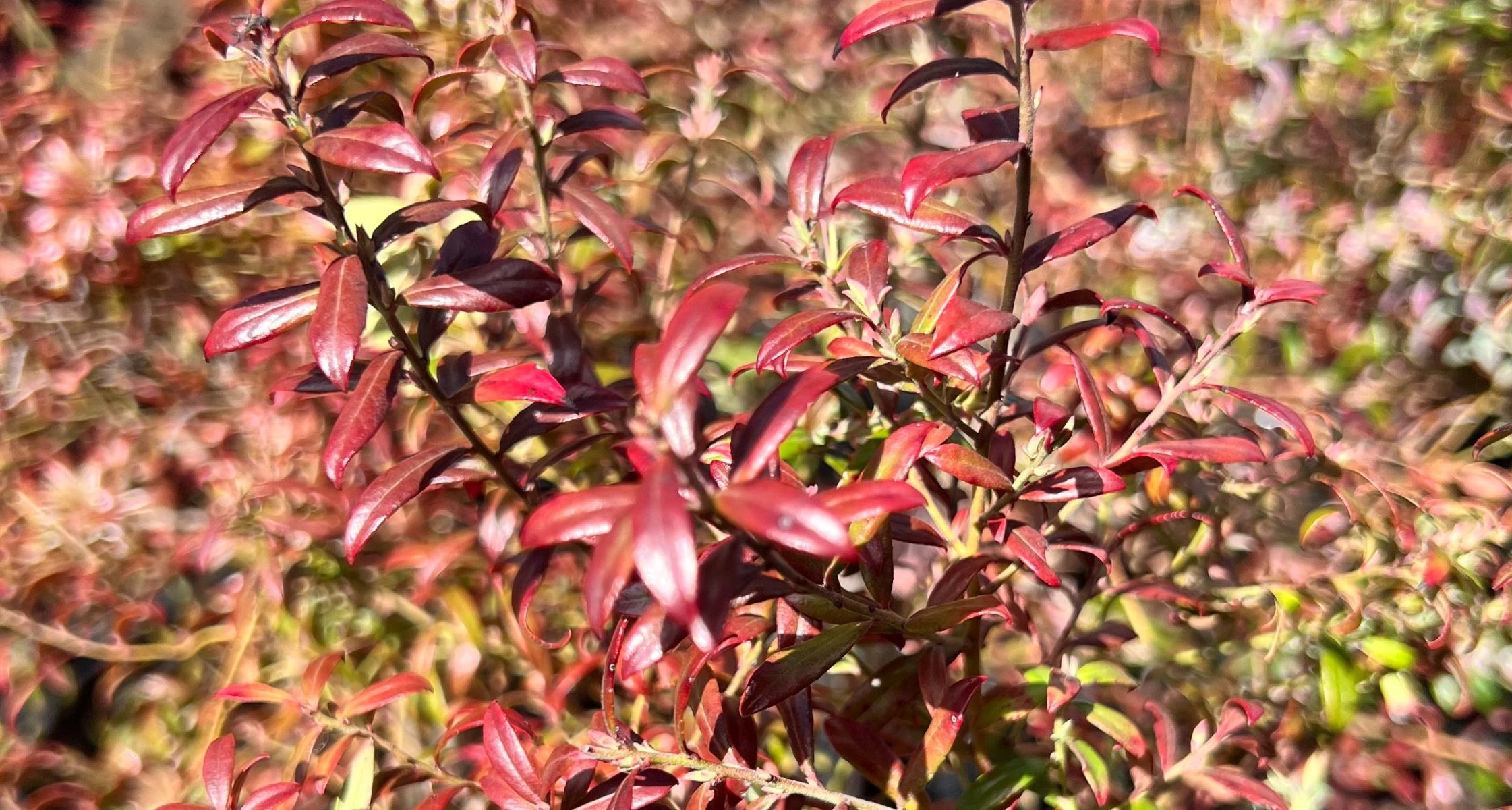 Winter bronzing