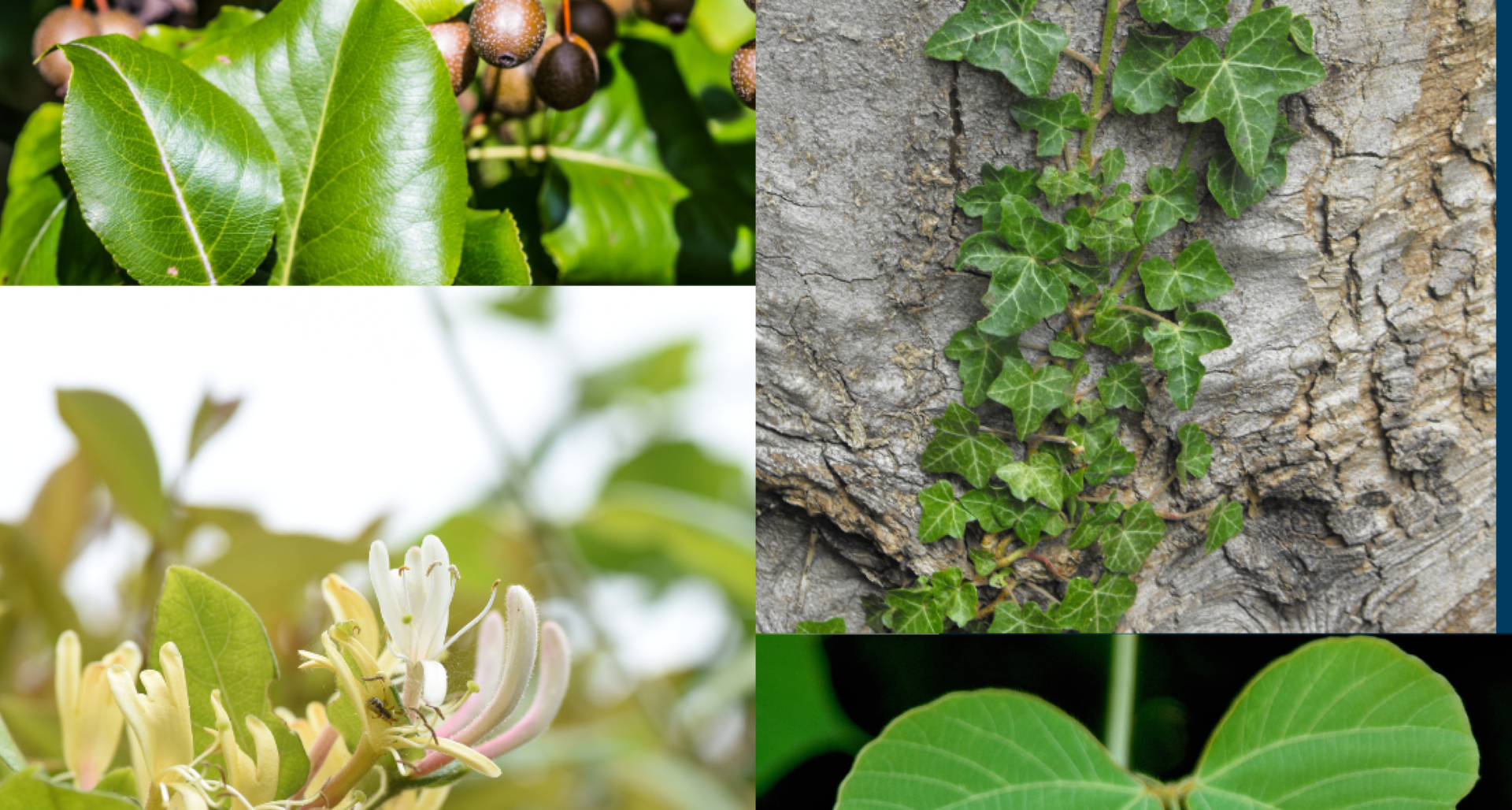 Top 5 Invasive Species in North Carolina
