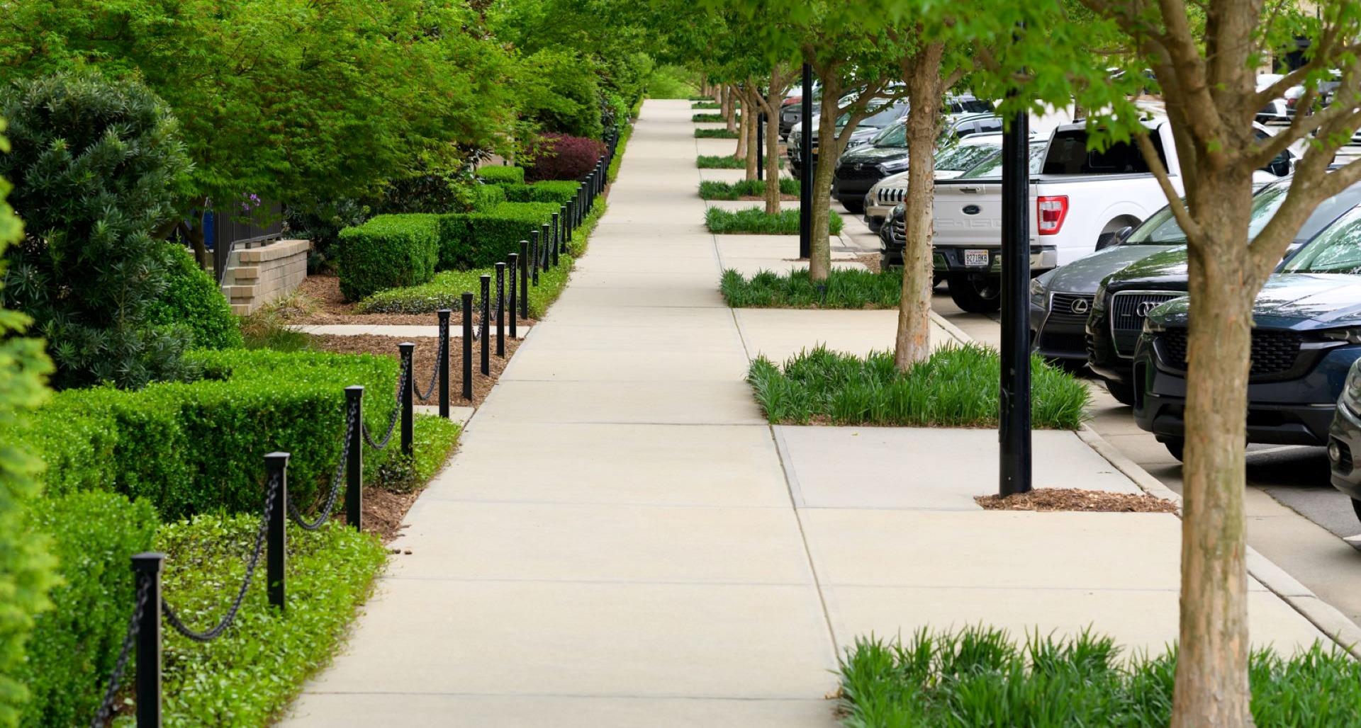 Unveiling the Green Carpet: Ground Covers in North Carolina