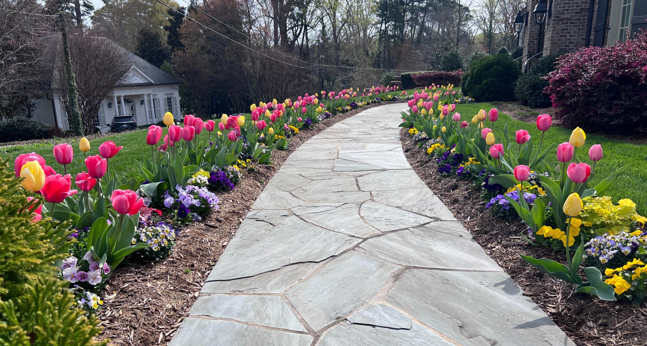 Using bulbs in your North Carolina Landscape