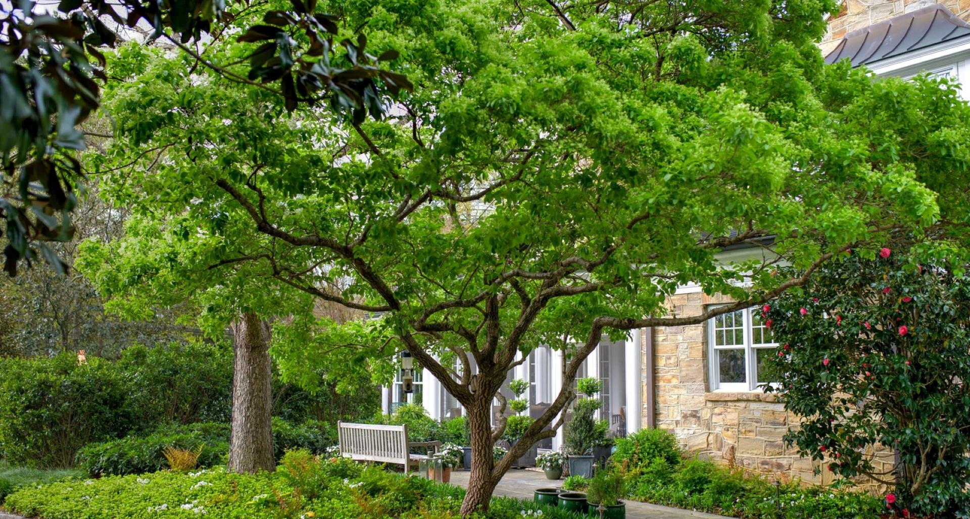 Spotlight in the Garden: How to Use Specimen Plants in Landscape Design