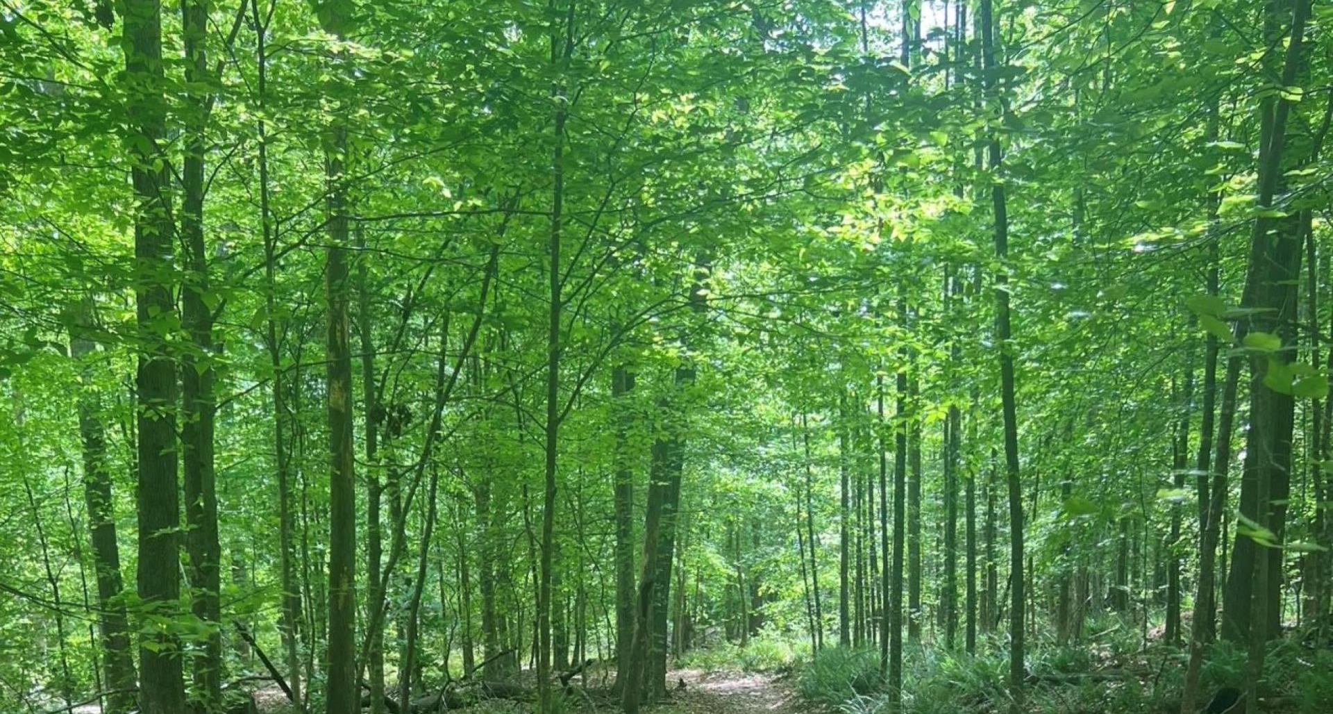 Reconnecting with Nature: 8 must visit parks in the Triangle