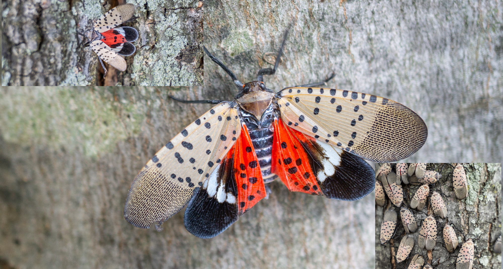 Spotted Lanternflies in the Landscape: What You Need to Know
