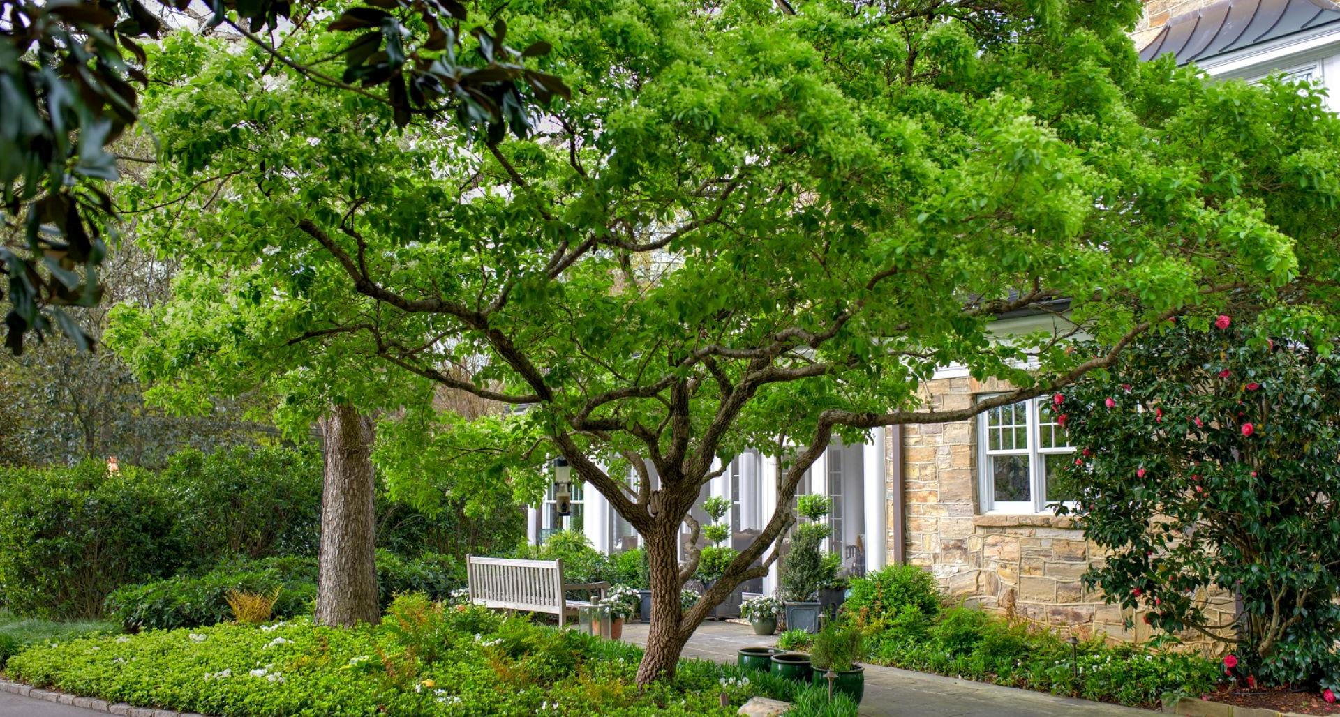 Tips For Successful Tree Planting