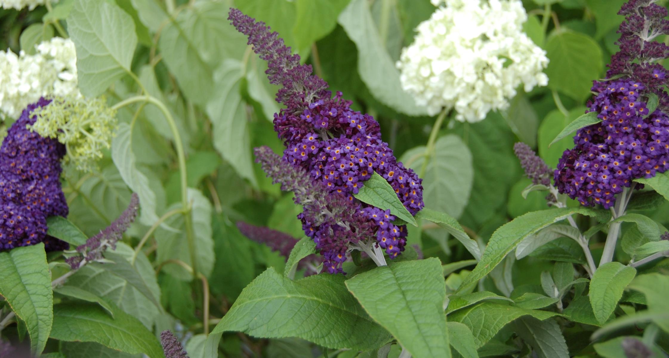 The best fragrant plants for North Carolina landscapes