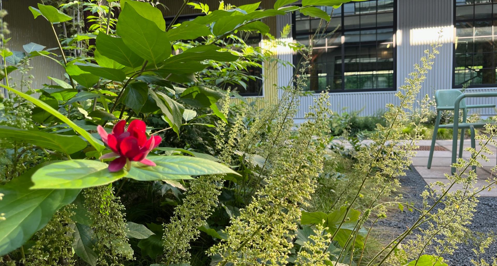 Homegrown Beauty: Ornamental Plants with Roots in North Carolina