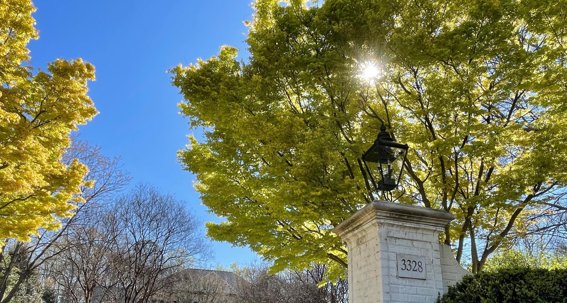 Protecting Tree Health When Roots Are Exposed