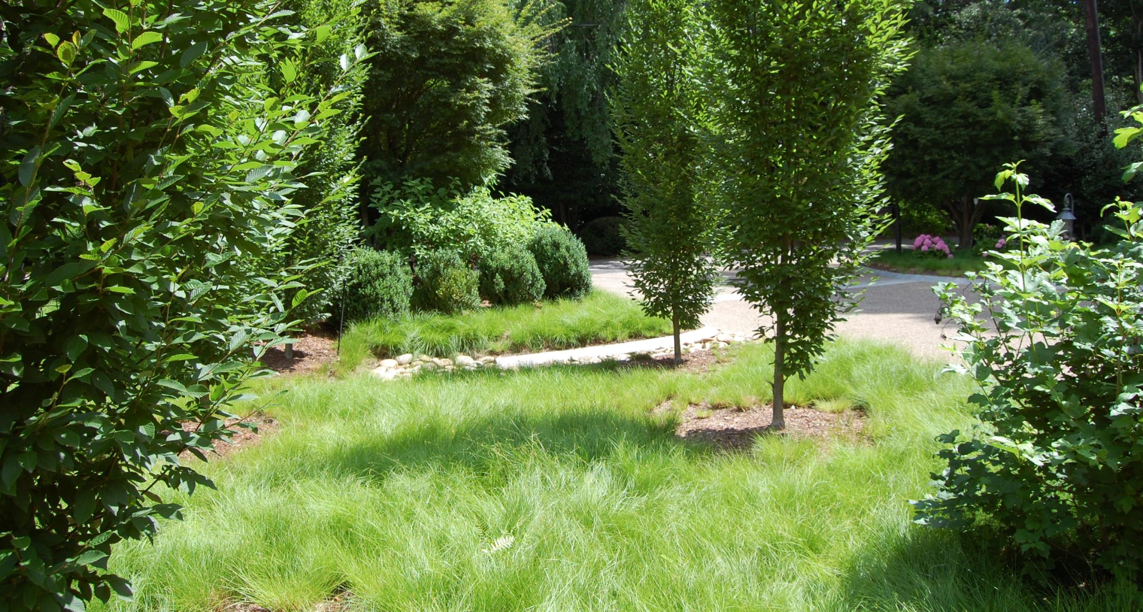 Why Ground Covers Are a Smart and Sustainable Choice