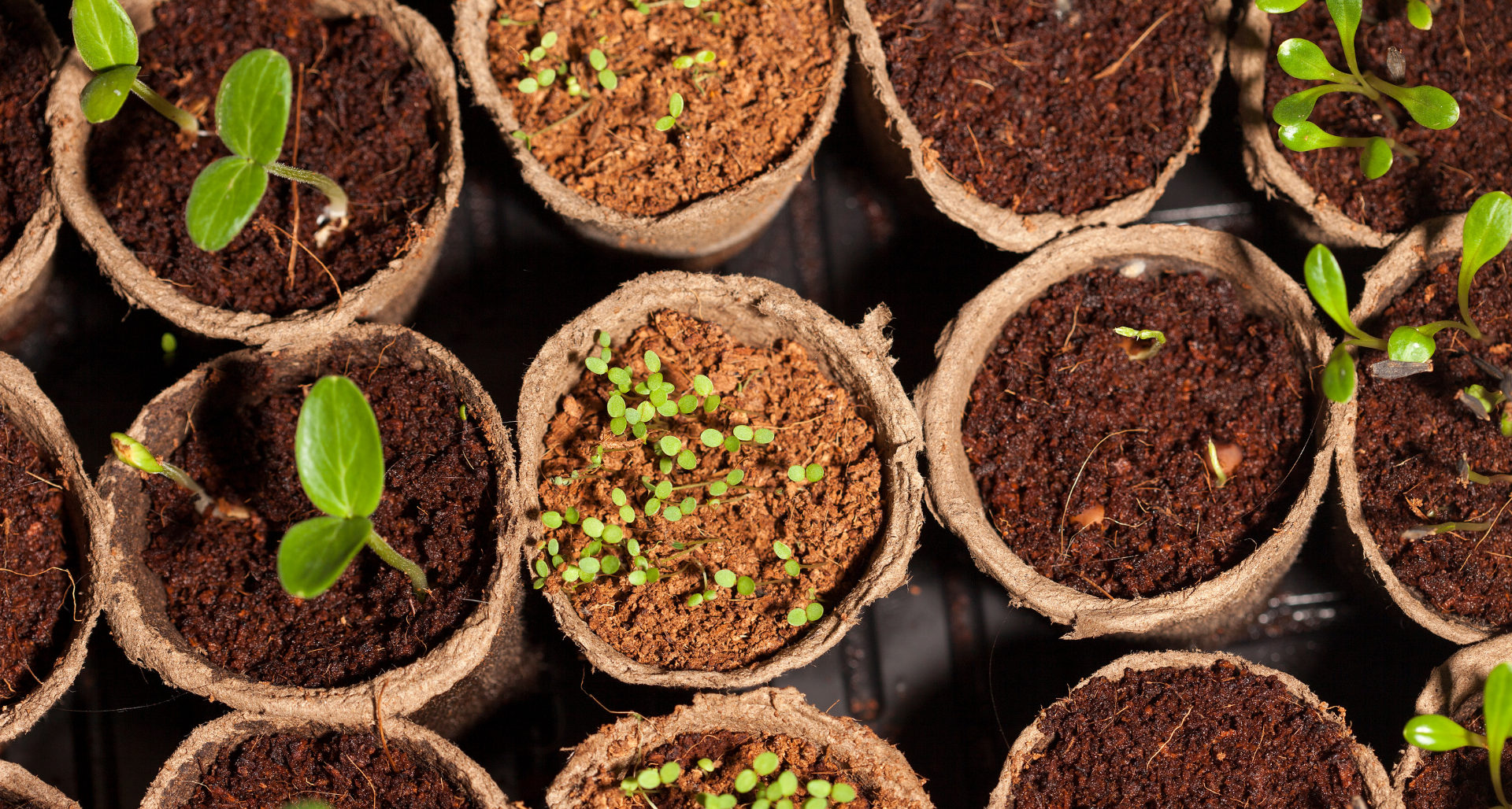 A Beginner's Guide to Seed Saving in the Triangle