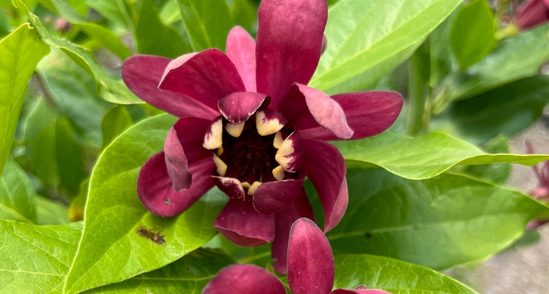 Fragrant Shrubs for NC Landscapes