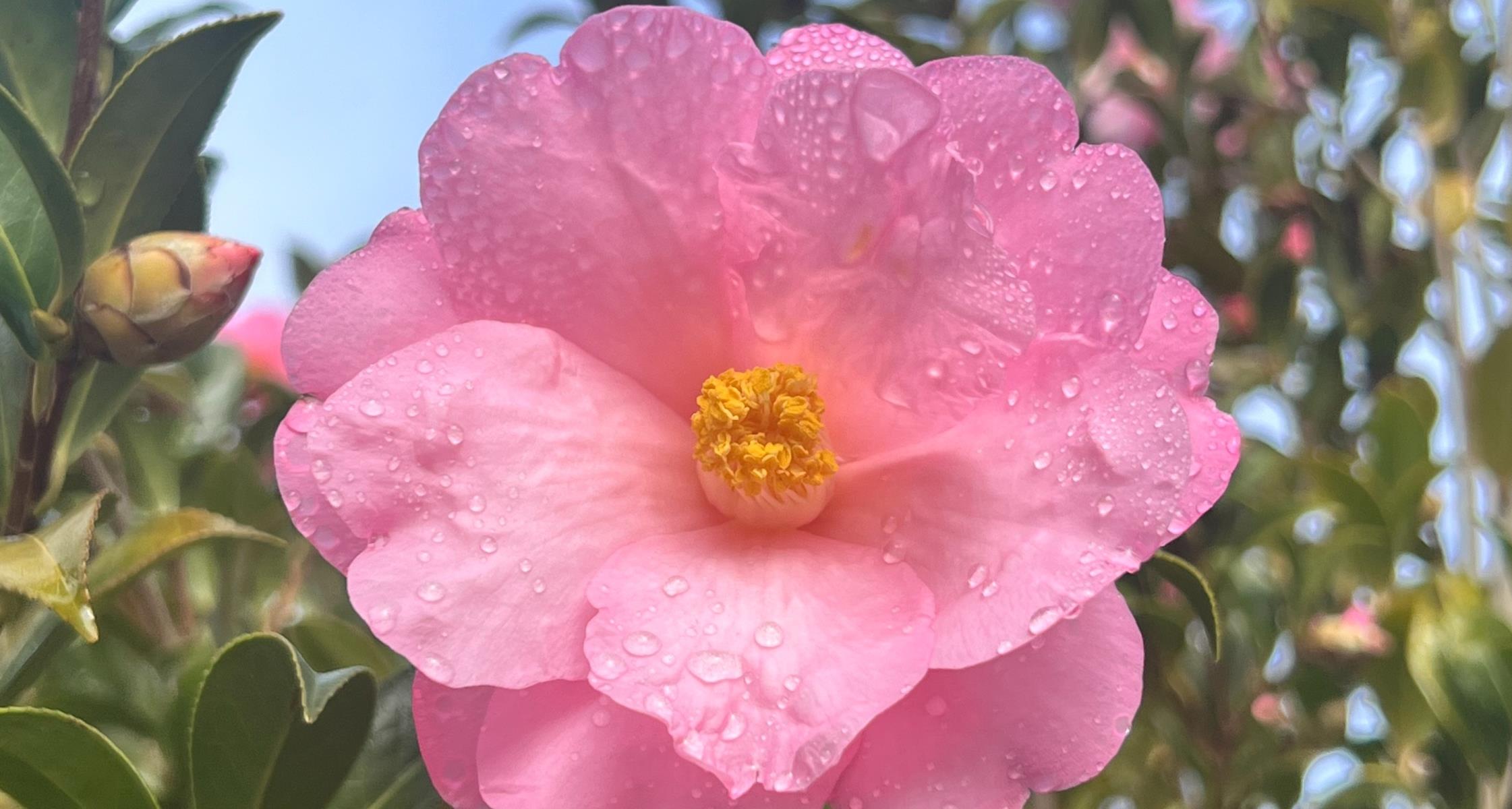 The best low maintenance shrubs for North Carolina