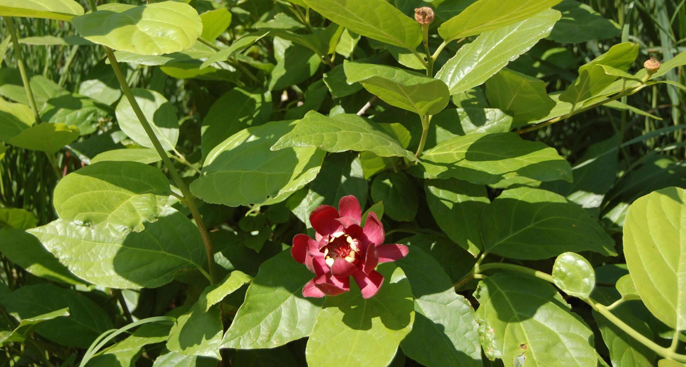 Top 5 Native Shrubs for North Carolina Landscapes