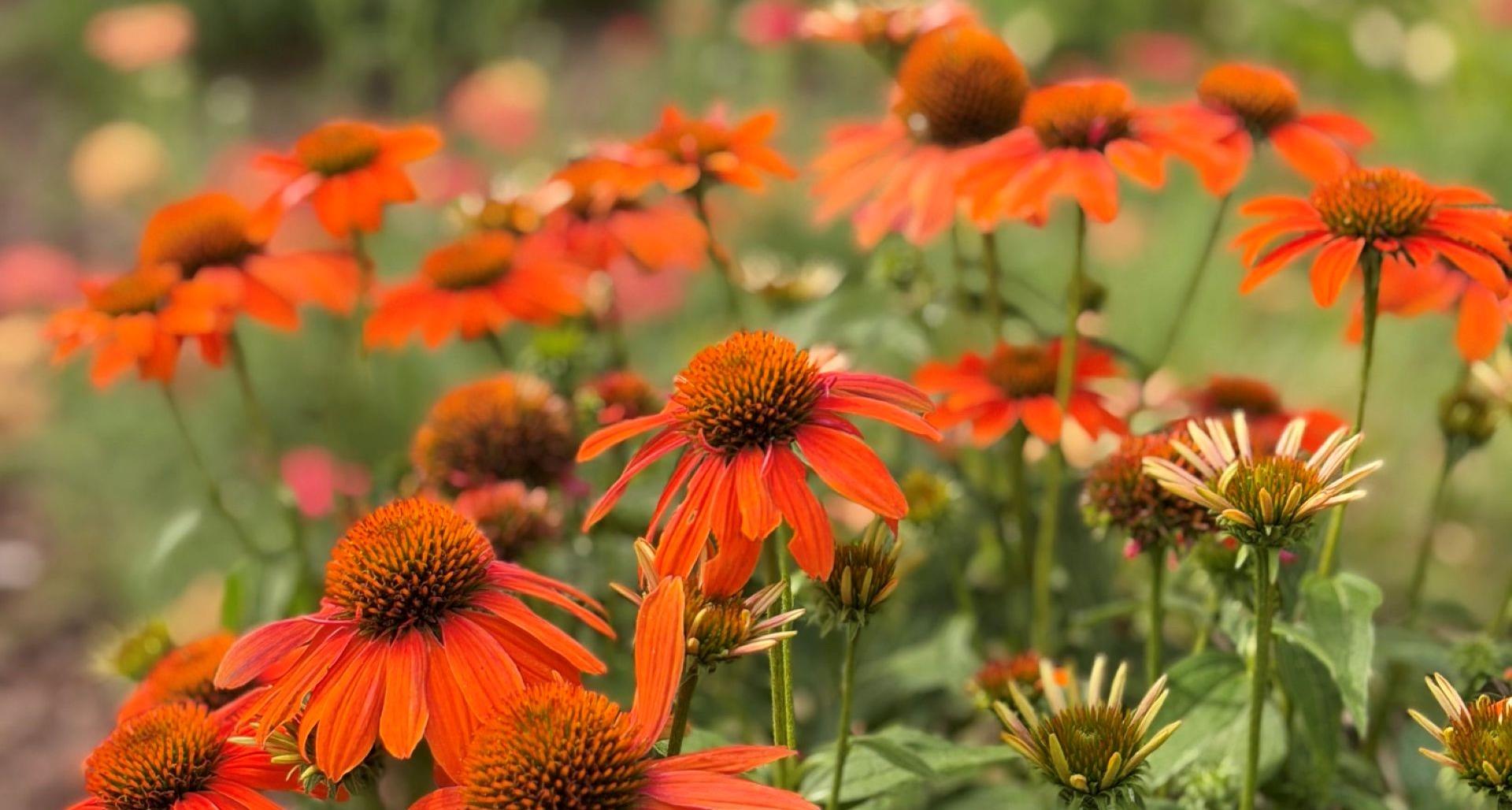 Top 8 Native Perennials in North Carolina That Support Pollinators