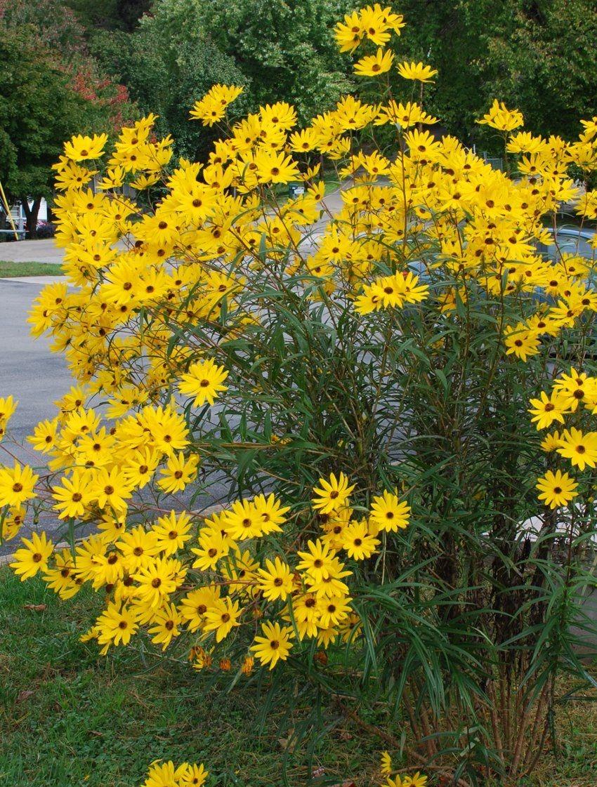 Swamp sunflower deals