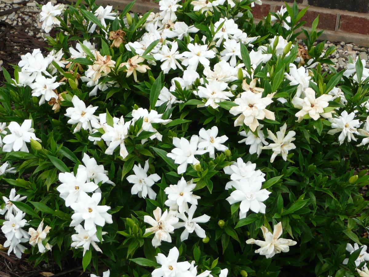 TeachingTuesday: Gardenia